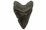 Fossil Megalodon Tooth - South Carolina #336942-2